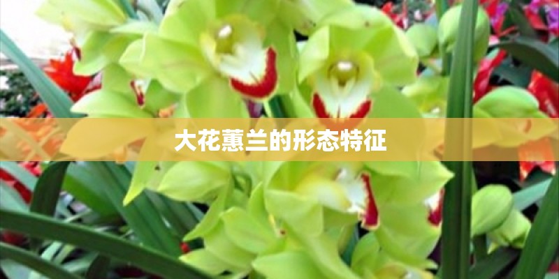 大花蕙兰的形态特征