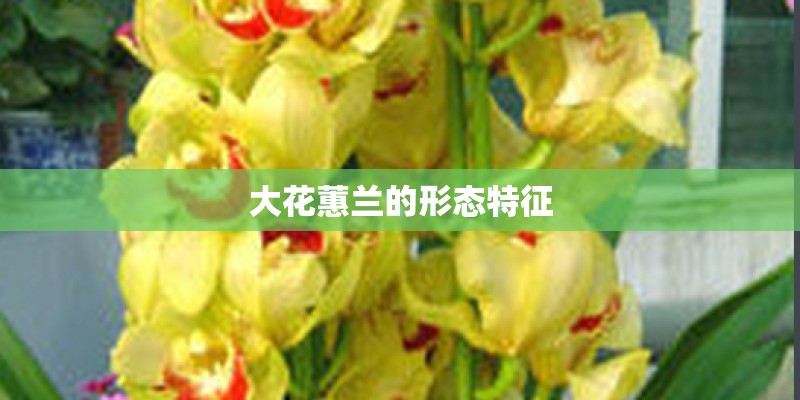 大花蕙兰的形态特征
