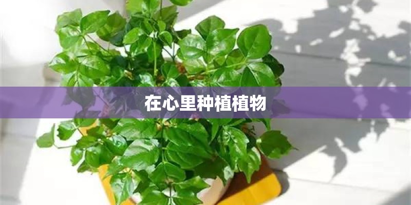 在心里种植植物 在心里种植植物