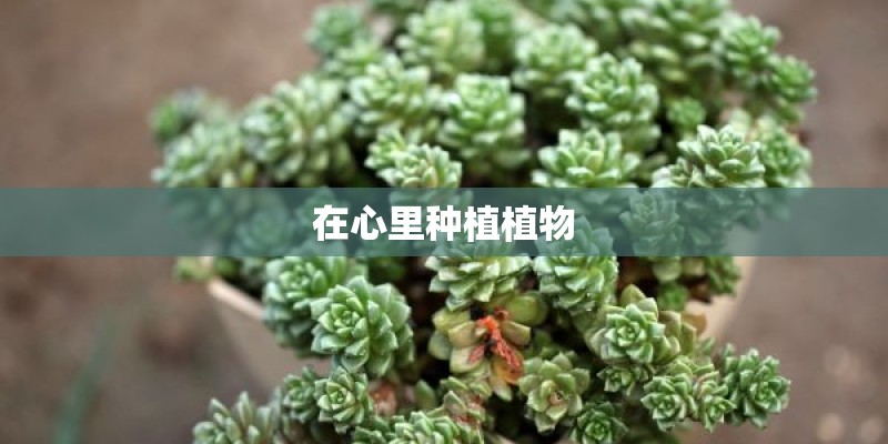 在心里种植植物 在心里种植植物