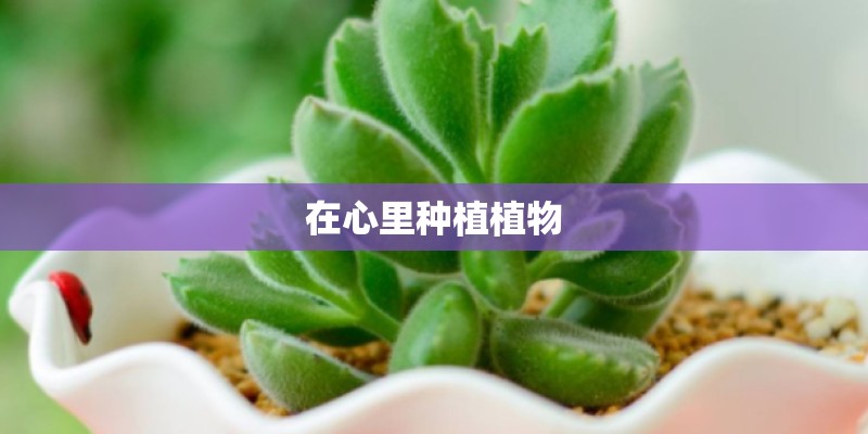 在心里种植植物 在心里种植植物