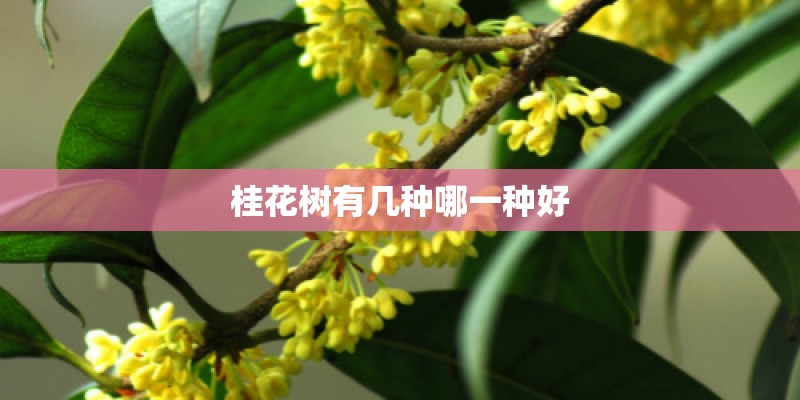桂花树有几种哪一种好
