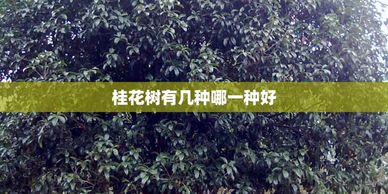 桂花树有几种哪一种好