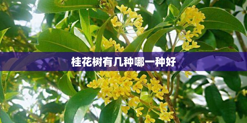桂花树有几种哪一种好