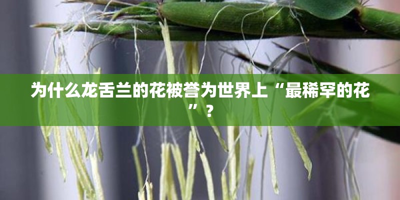 为什么龙舌兰的花被誉为世界上“最稀罕的花”？