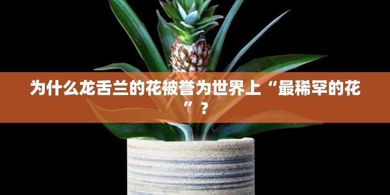 为什么龙舌兰的花被誉为世界上“最稀罕的花”？