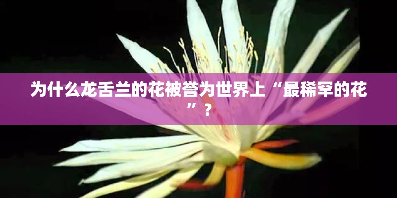 为什么龙舌兰的花被誉为世界上“最稀罕的花”？