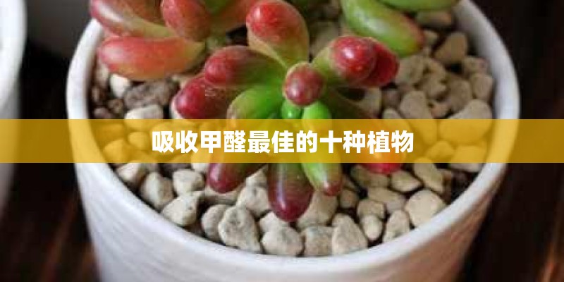 吸收甲醛最佳的十种植物 吸收甲醛最佳的十种植物