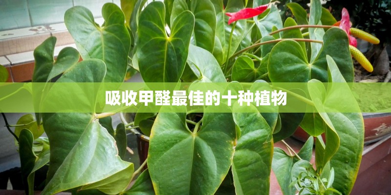 吸收甲醛最佳的十种植物 吸收甲醛最佳的十种植物