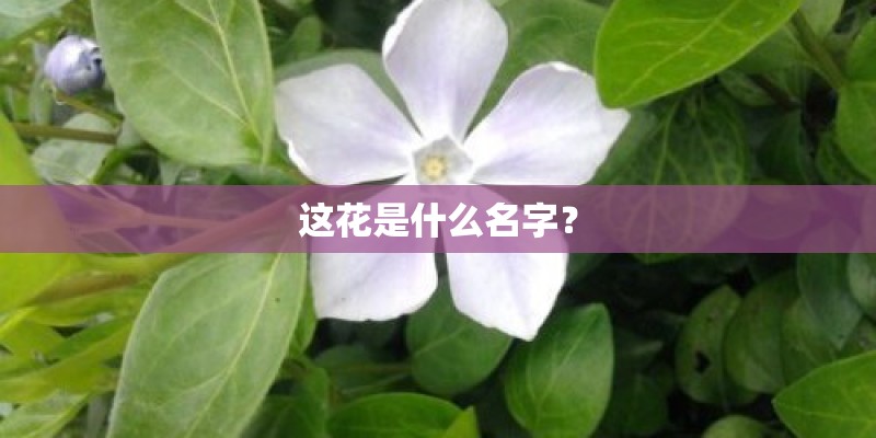 这花是什么名字? 这花是什么名字?