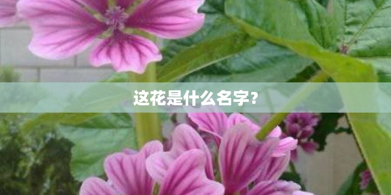 这花是什么名字? 这花是什么名字?