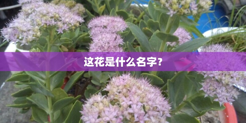这花是什么名字? 这花是什么名字?