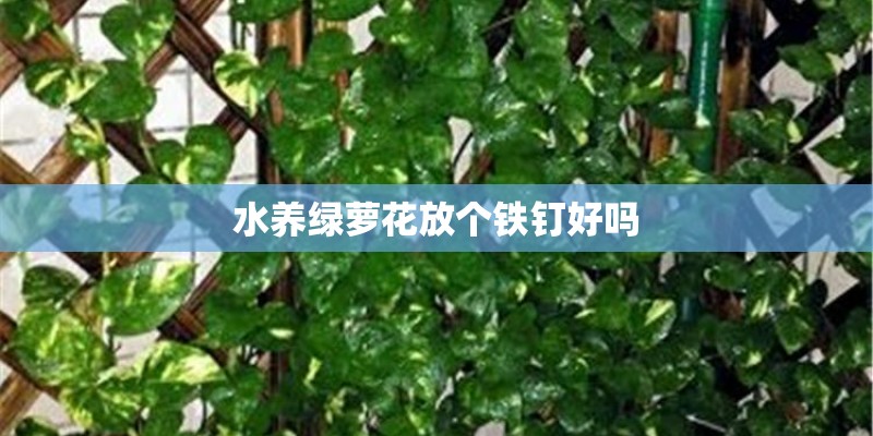 水养绿萝花放个铁钉好吗