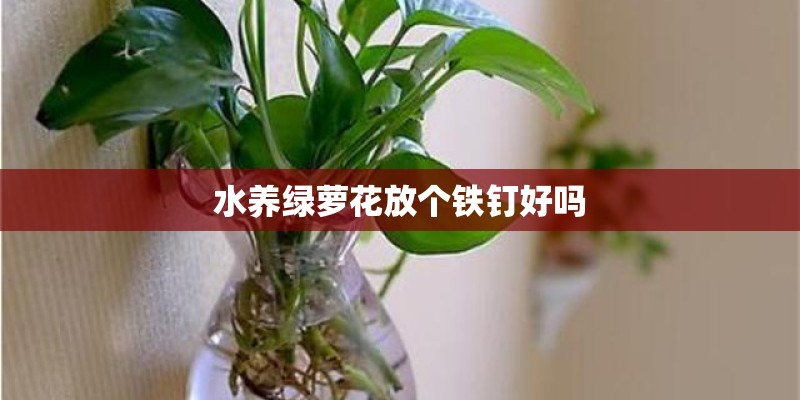 水养绿萝花放个铁钉好吗