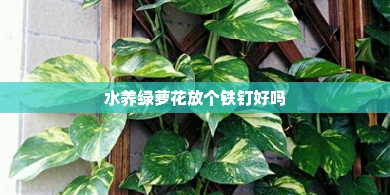 水养绿萝花放个铁钉好吗