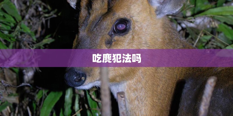 吃麂犯法吗