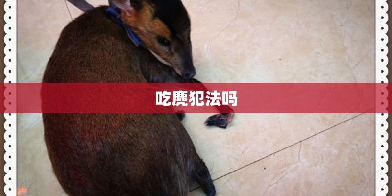 吃麂犯法吗