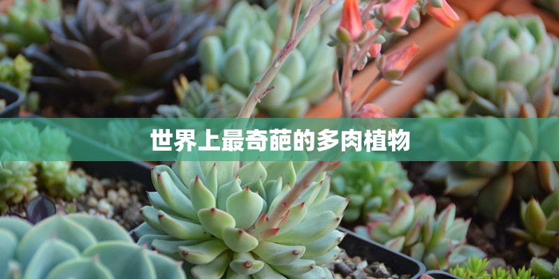 世界上最奇葩的多肉植物