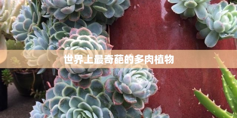世界上最奇葩的多肉植物