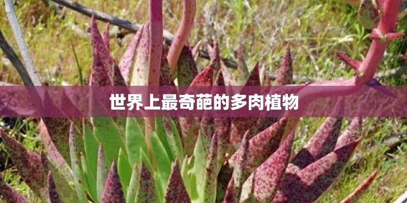 世界上最奇葩的多肉植物