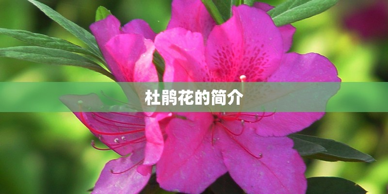 杜鹃花的简介