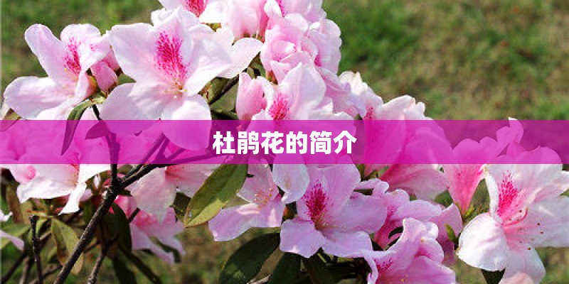 杜鹃花的简介