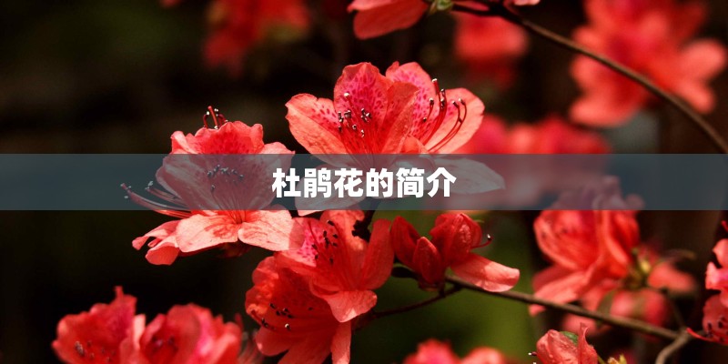 杜鹃花的简介