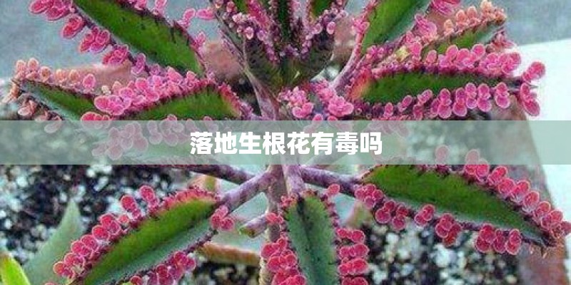 落地生根花有毒吗