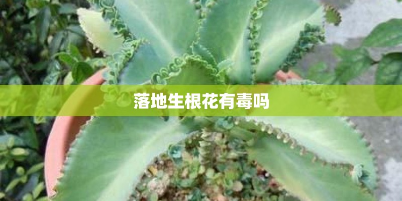 落地生根花有毒吗