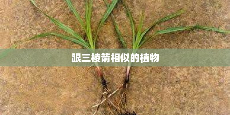 跟三棱箭相似的植物