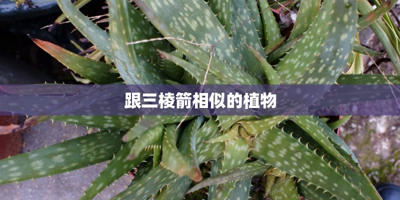 跟三棱箭相似的植物