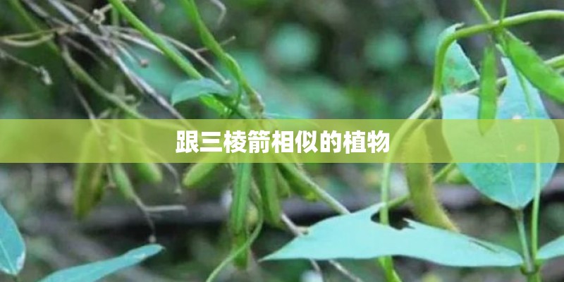 跟三棱箭相似的植物