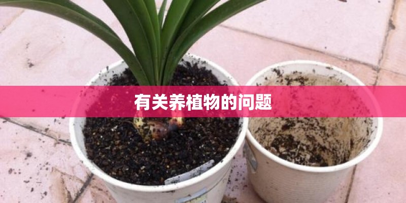 有关养植物的问题