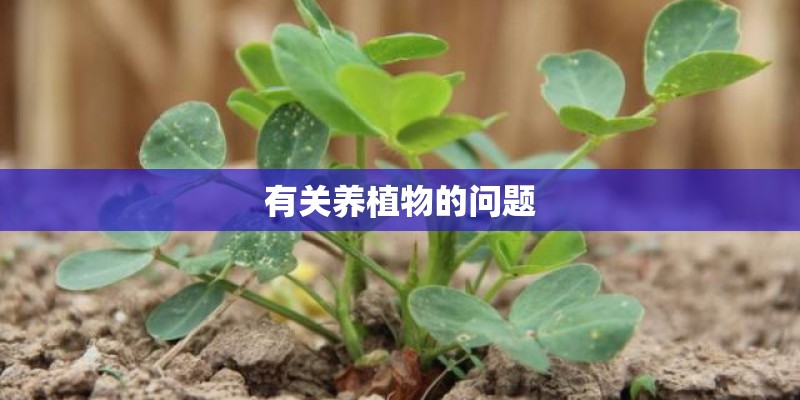 有关养植物的问题