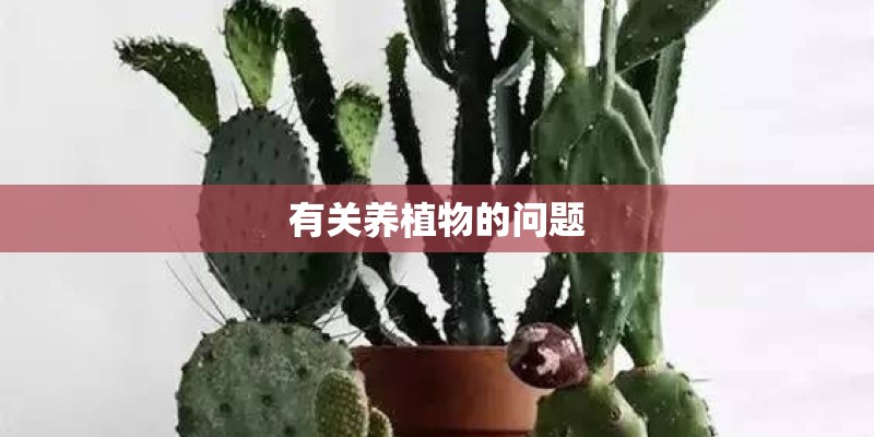 有关养植物的问题