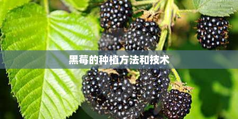 黑莓的种植方法和技术 黑莓的种植方法和技术
