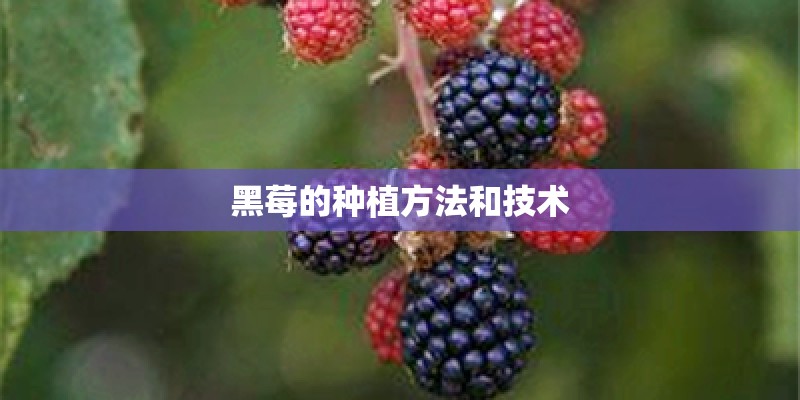黑莓的种植方法和技术 黑莓的种植方法和技术
