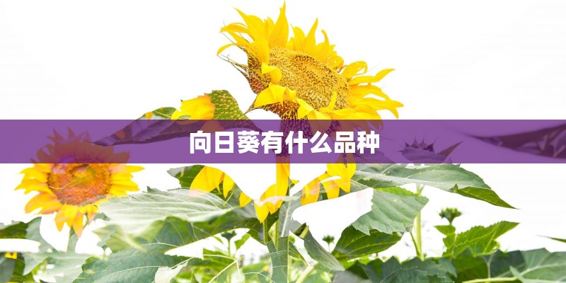 向日葵有什么品种