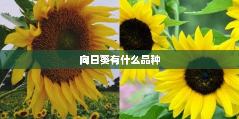 向日葵有什么品种