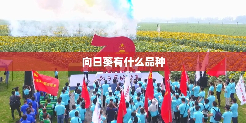 向日葵有什么品种