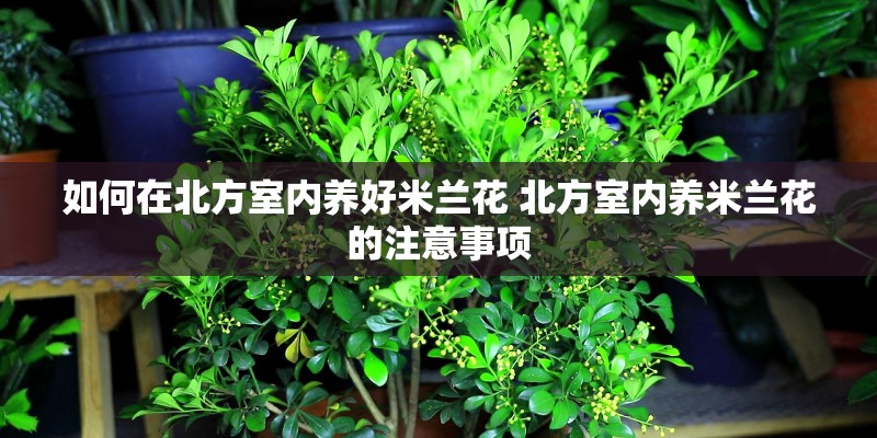 如何在北方室内养好米兰花 北方室内养米兰花的注意事项