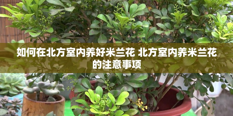 如何在北方室内养好米兰花 北方室内养米兰花的注意事项