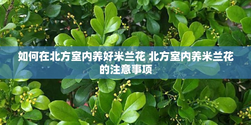 如何在北方室内养好米兰花 北方室内养米兰花的注意事项