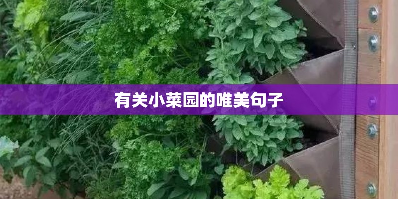 有关小菜园的唯美句子