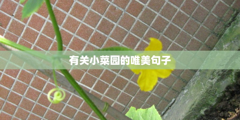 有关小菜园的唯美句子