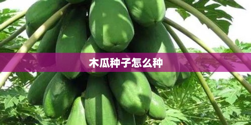 木瓜种子怎么种