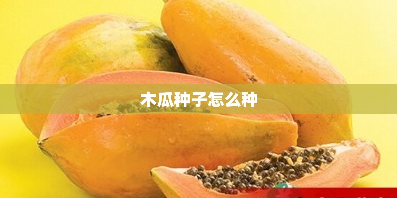 木瓜种子怎么种