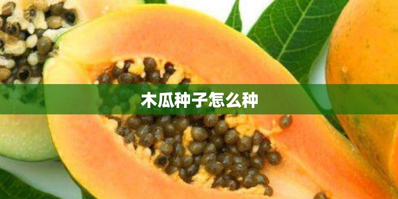 木瓜种子怎么种