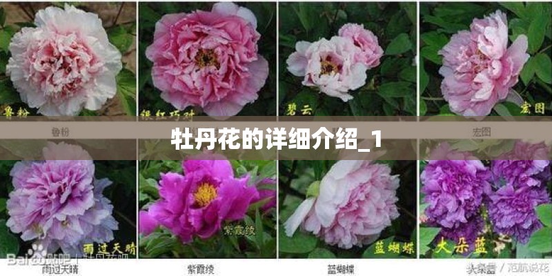牡丹花的详细介绍_1