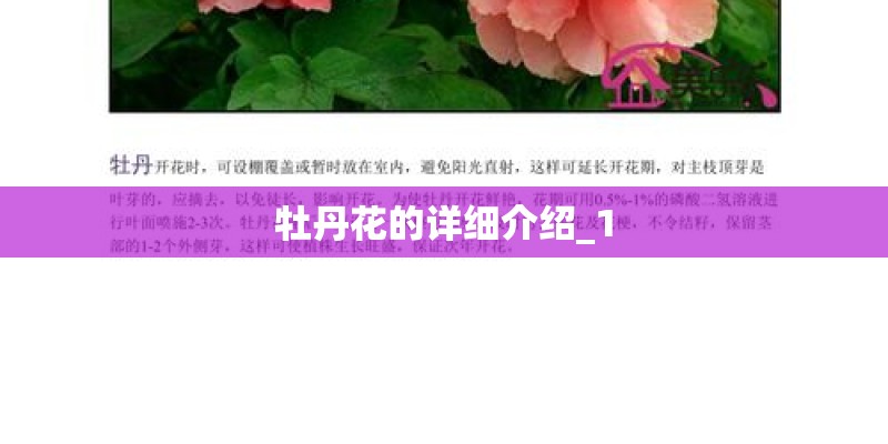 牡丹花的详细介绍_1